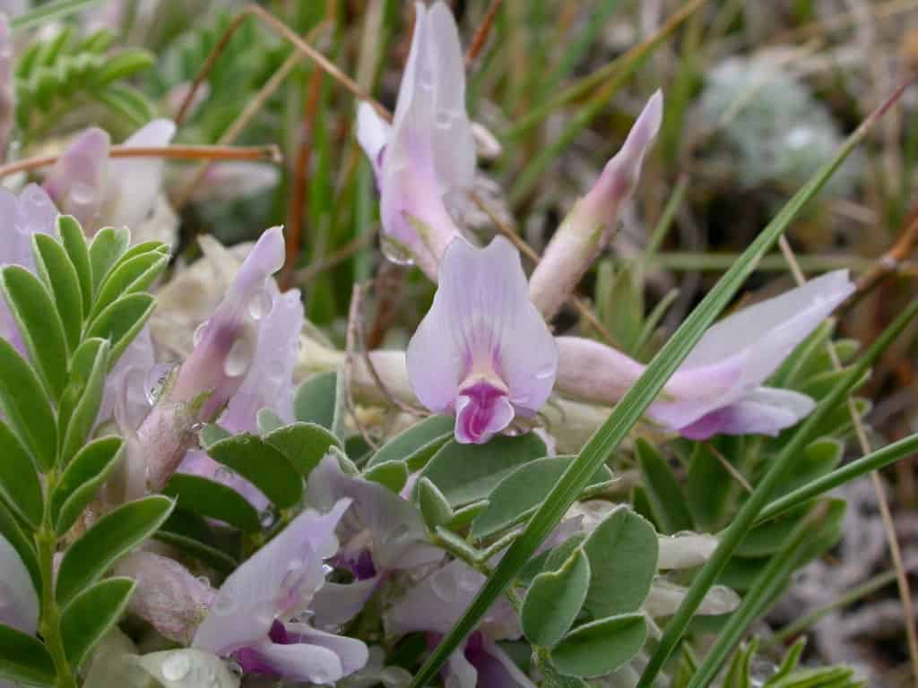 Ground plum Milkvetch (Astragalus crassicarpus)