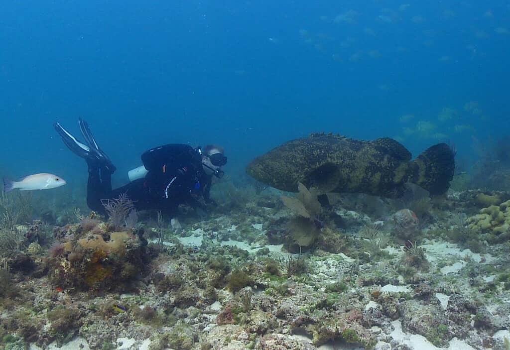 National Park Service diver Paul O'Dell against an Atlantic Goliath Grouper at Dry Tortugas National Park.