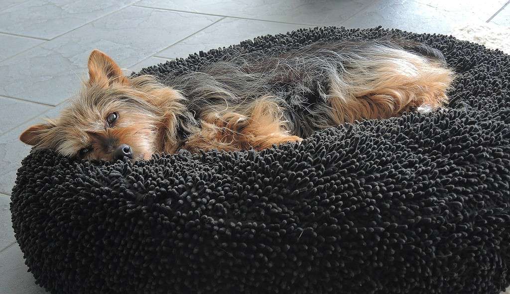 Australian terrier laying on dog bed