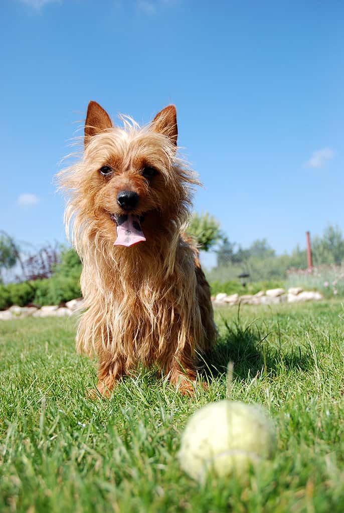 Australian terrier puppy playing with a ball