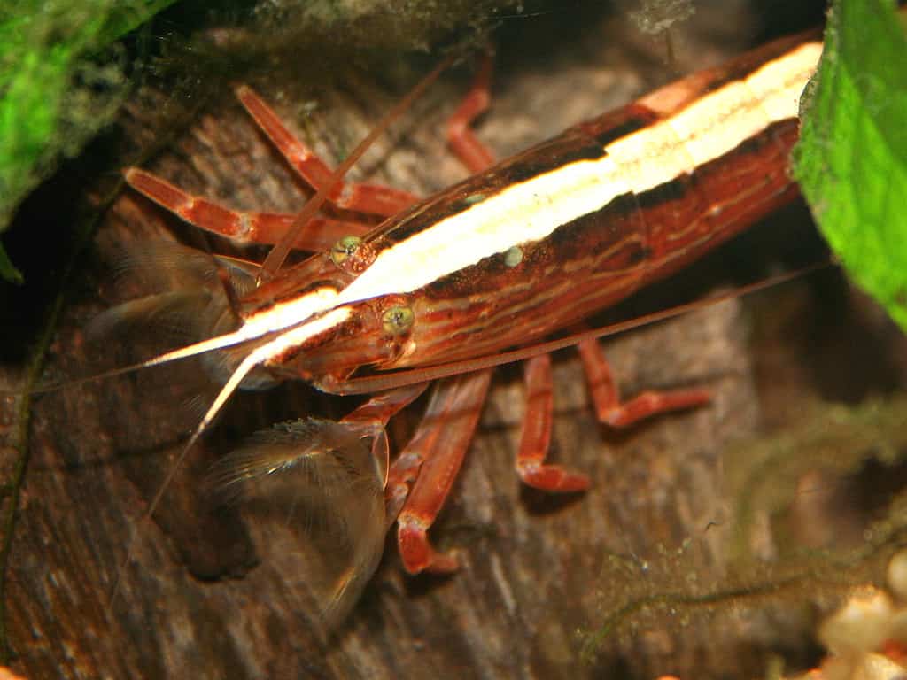 Bamboo shrimp, Atyopsis moluccensis, are suspension feeders that use specialized fan-shaped appendages to catch passing food particles.