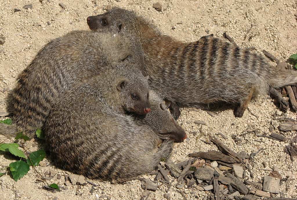 Group of banded mongooses
