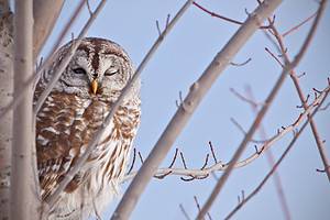 Discover 8 Types of Owls in Missouri (From Rarest to Most Common) Picture