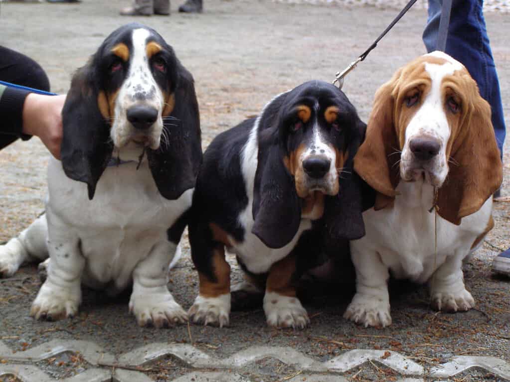 6-month-old basset hound puppies
