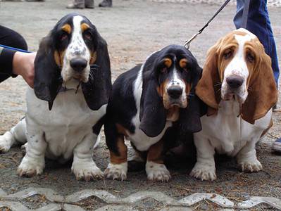 Basset Hound Progression: Growth Chart, Milestones, And Training Tips ...