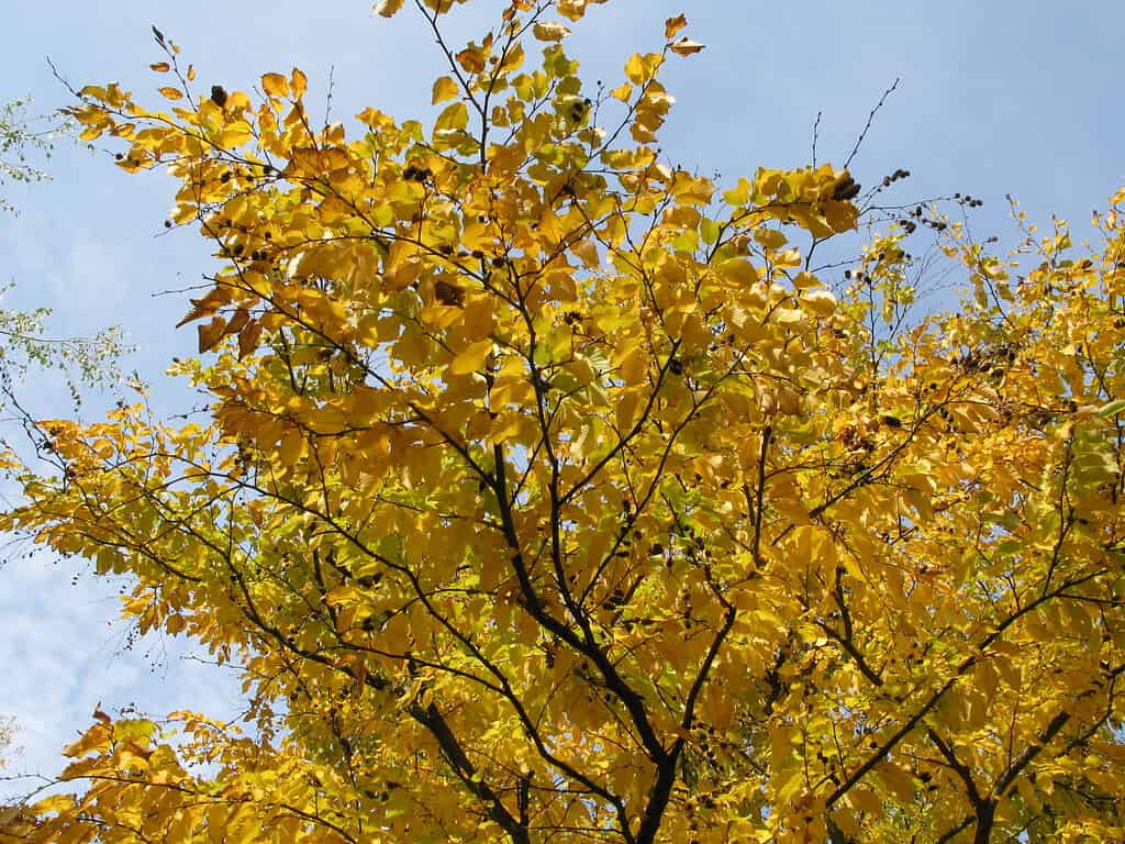 Sweet birch tree (Betula lenta) with yellow fall leaves.