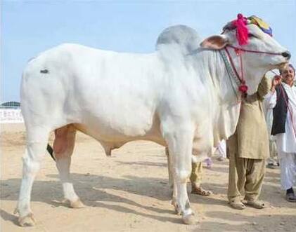 Sibi Bhagnari bull