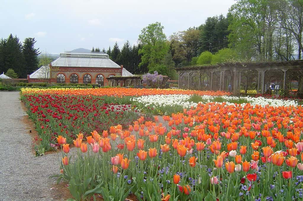 English: The "Walled Garden" with tulip beds and main Conservatory — of the Biltmore Estate gardens.