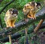 10-essential-facts-about-squirrel-monkeys-a-z-animals