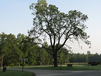 A The 20 Most Iconic Trees Native to Iowa