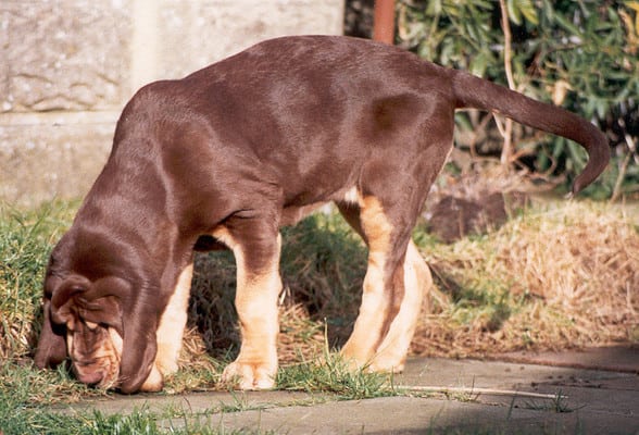 Bloodhound Colors: Rarest to Most Common - A-Z Animals