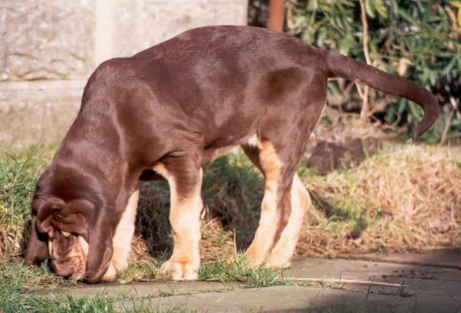 Image of bloodhound colour liver and tan 'blanket' or full coat type