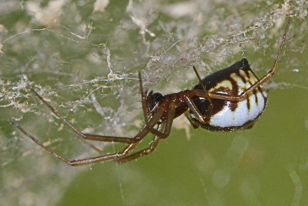 Bowl and Doily Spider (Frontinella communis)