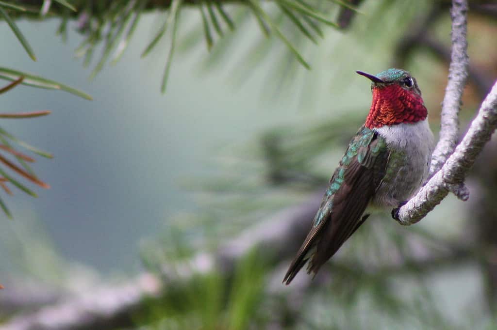 A male broad-tailed hummingbird perched on a branch