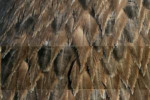 The Spiritual Meaning and Symbolism of Brown Feathers Picture