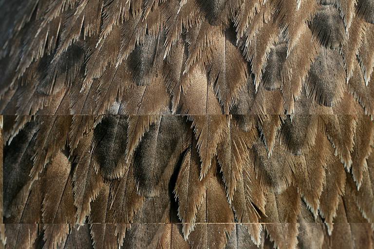 A closeup of brown pelican feathers