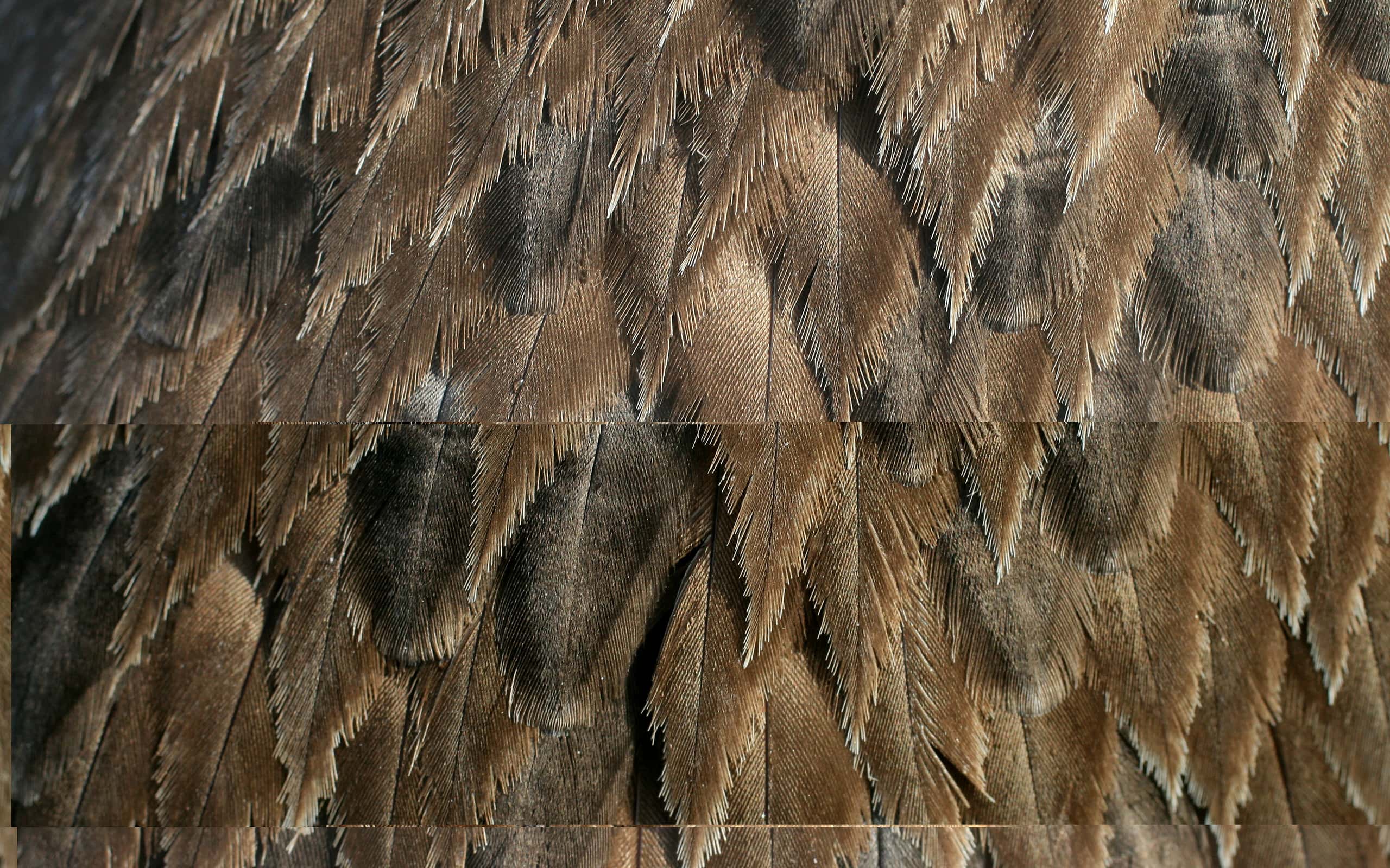 A closeup of brown pelican feathers