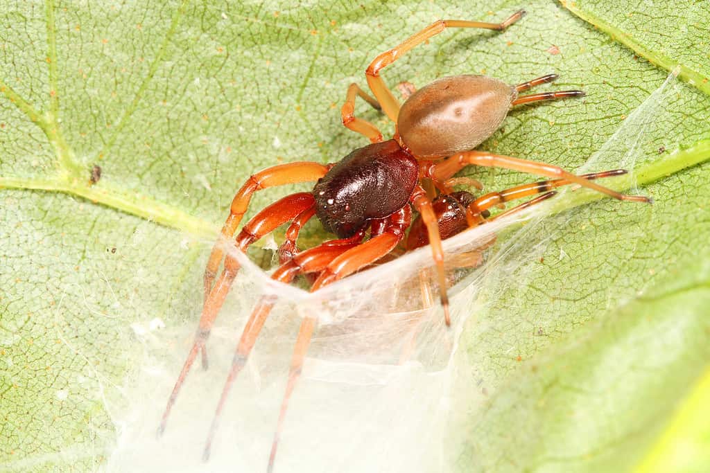 Bull-headed Sac Spider (Trachelas tranquillus)