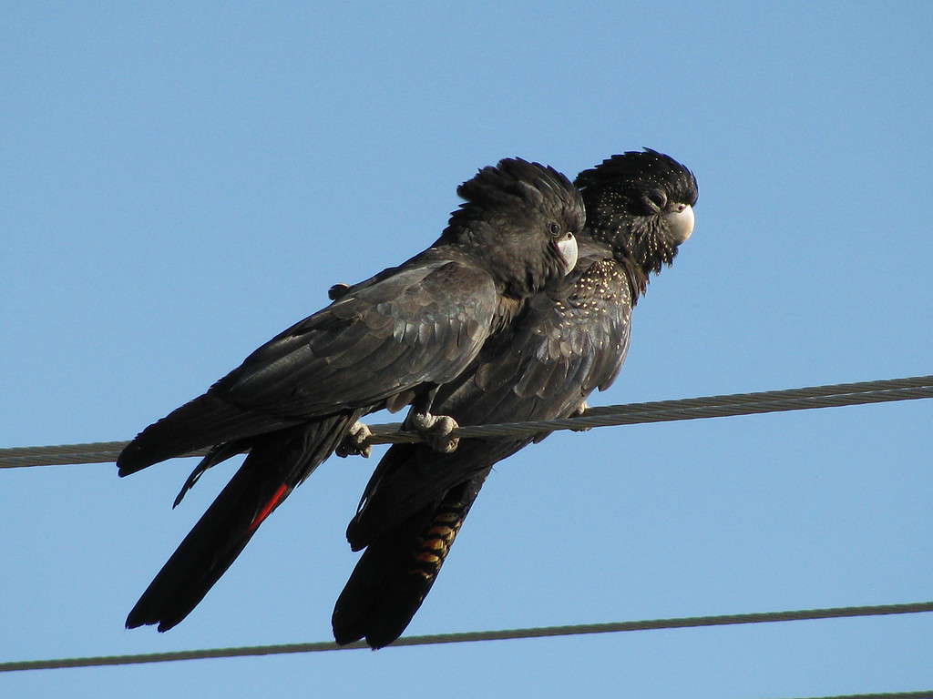  A pair of Red-tailed Black Cockatoos (also known as Banksian Black Cockatoo or Bank's Black Cockatoo) perching on a wire. Male on left and female on right.