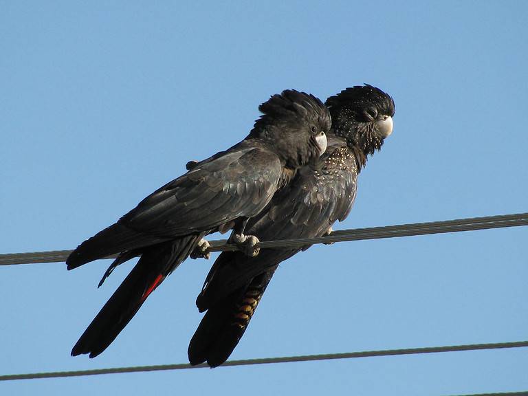 A pair of Red-tailed Black Cockatoos (also known as Banksian Black Cockatoo or Bank's Black Cockatoo) perching on a wire. Male on left and female on right.