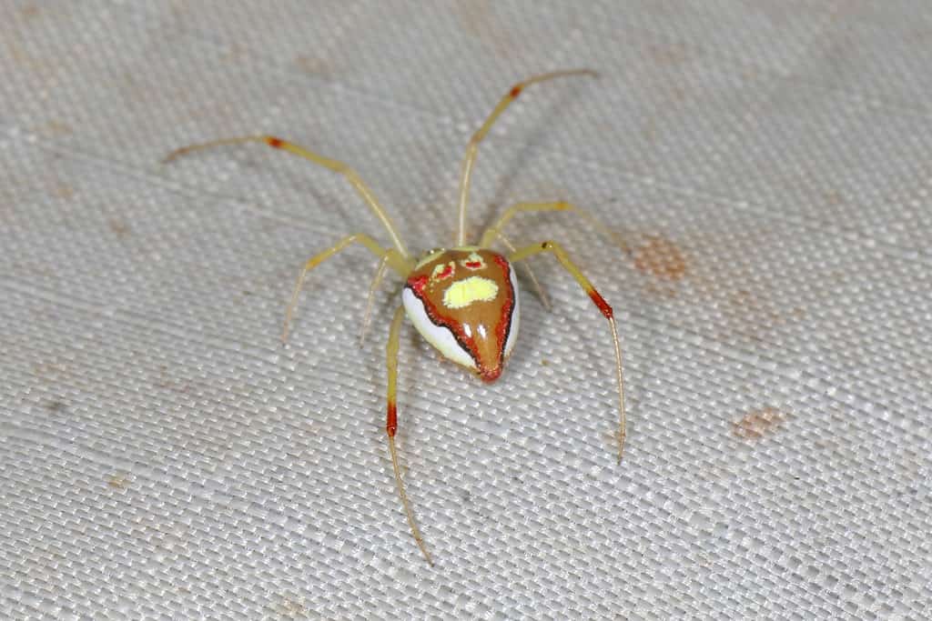 Clown Faced Cobweb Spider (Spintharus flavidus)