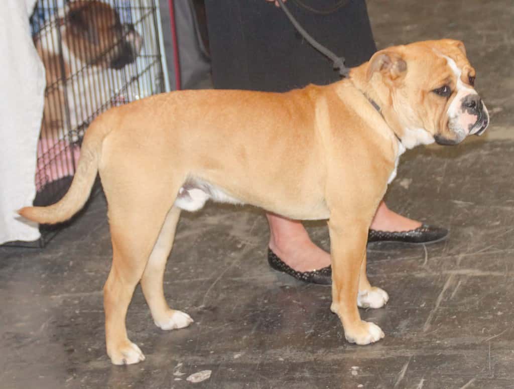 blue fawn olde english bulldogge