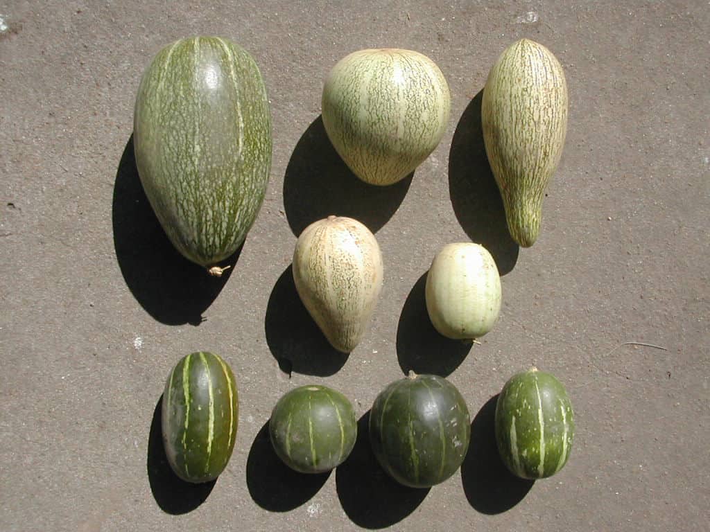 Different Cucurbita maxima subsp. andreana fruits grown at Rosario´s National University, Argentina, from Seed Bank donated seeds and from own collections.