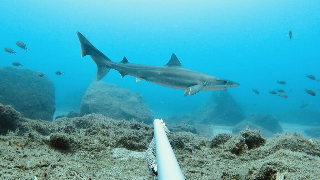 Picture of a school shark, also known as a soupfin shark or a tope shark or snapper shark.