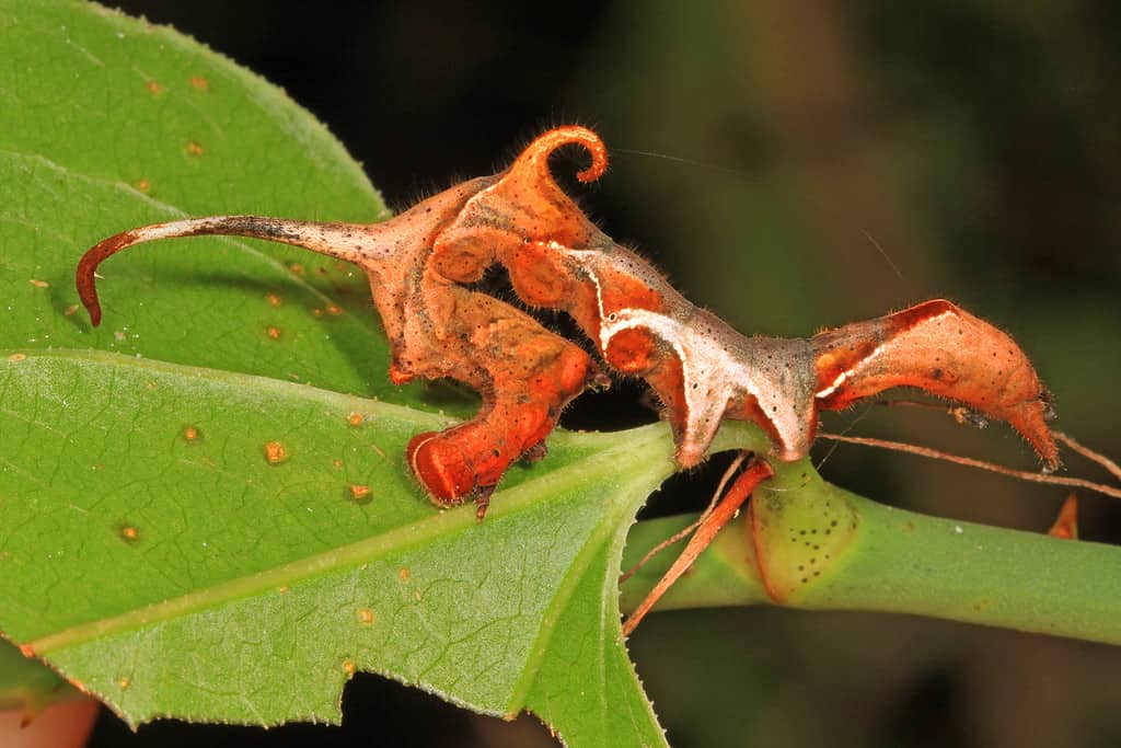 Curve-Lined Owlet Moth Caterpillar (Phyprosopus callitrichoides)