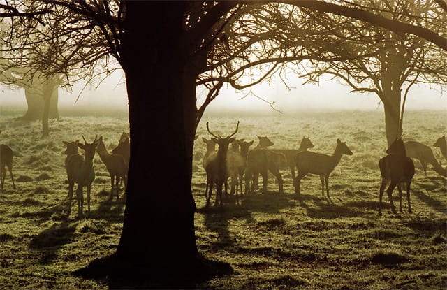 Deer in Bushy Park England