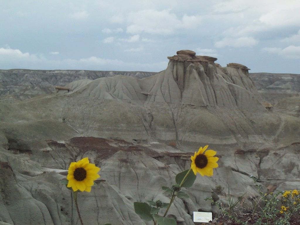 Hoodoos with wild sunflowers at Dinosaur Provincial Park