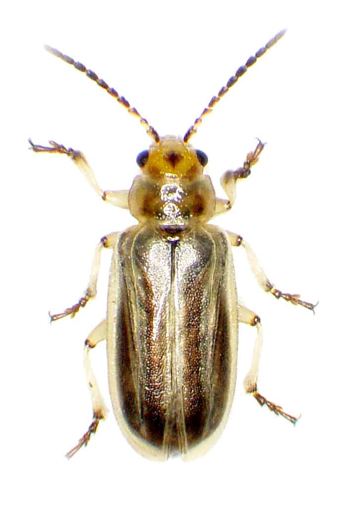 Picture of a Tamarisk beetle (not weevil), Coniatus splendidulus,