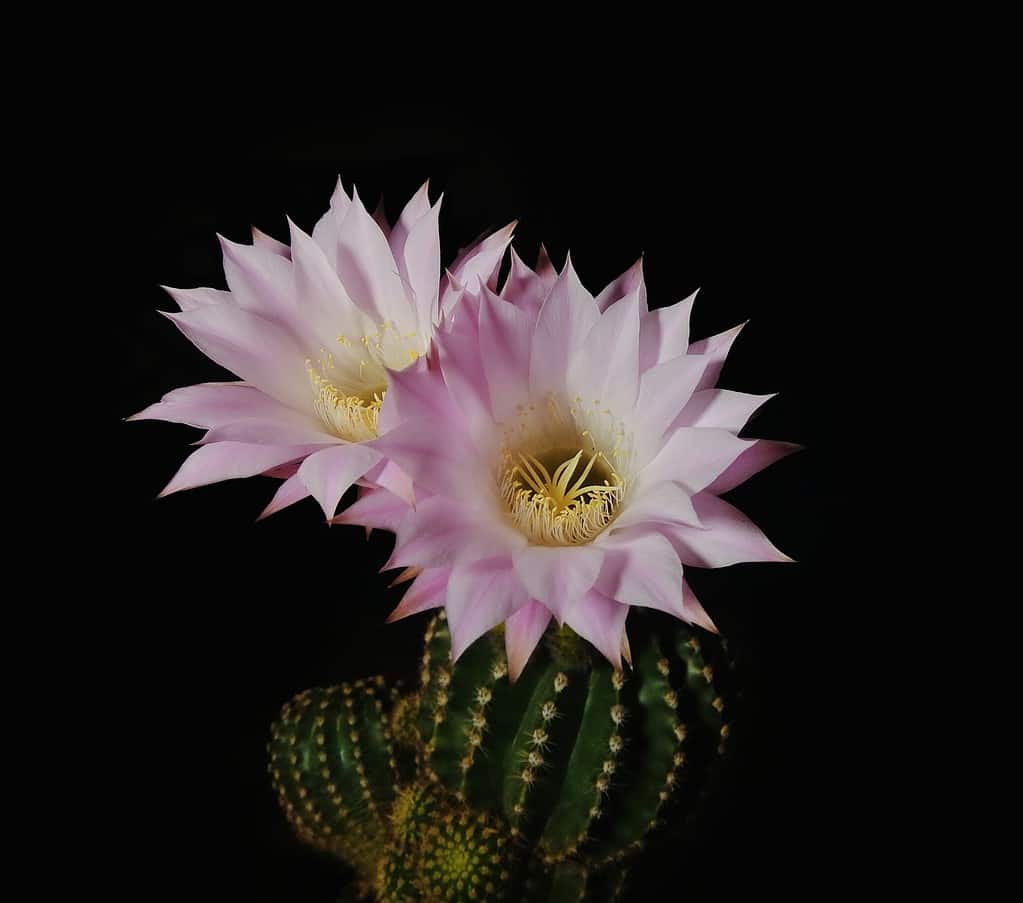 easter lily cactus
