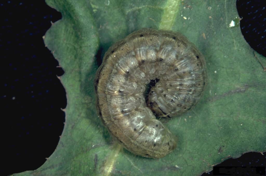 army cutworm caterpillar