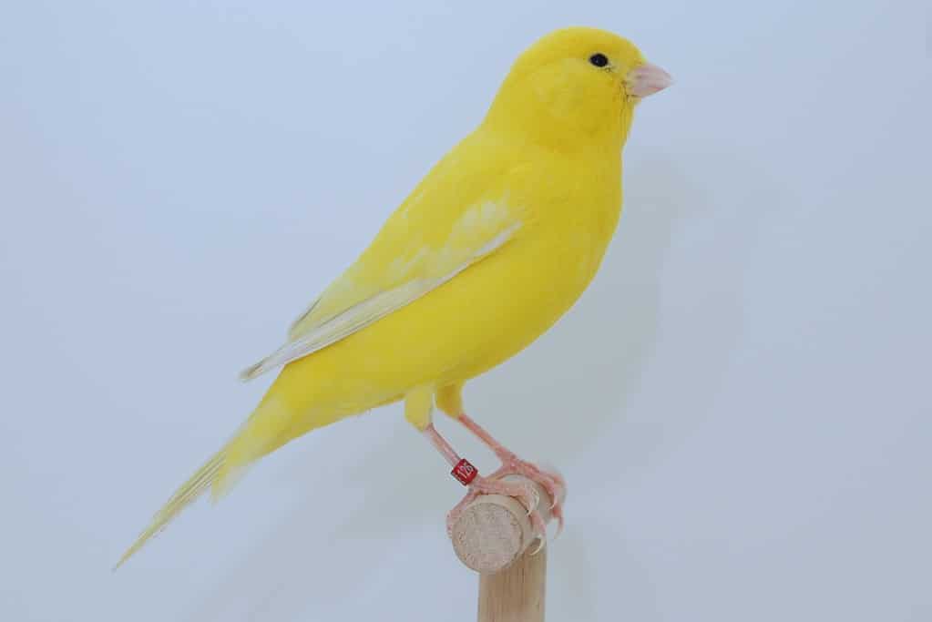 A clear yellow intensive canary on perch against light blue background.
