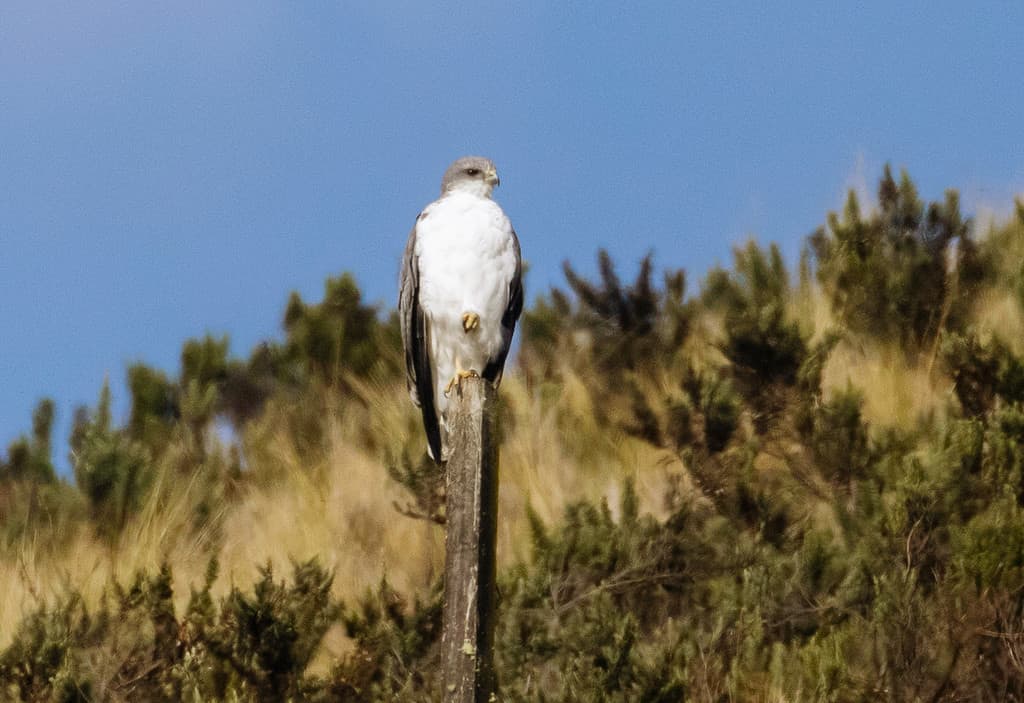 Variable hawk