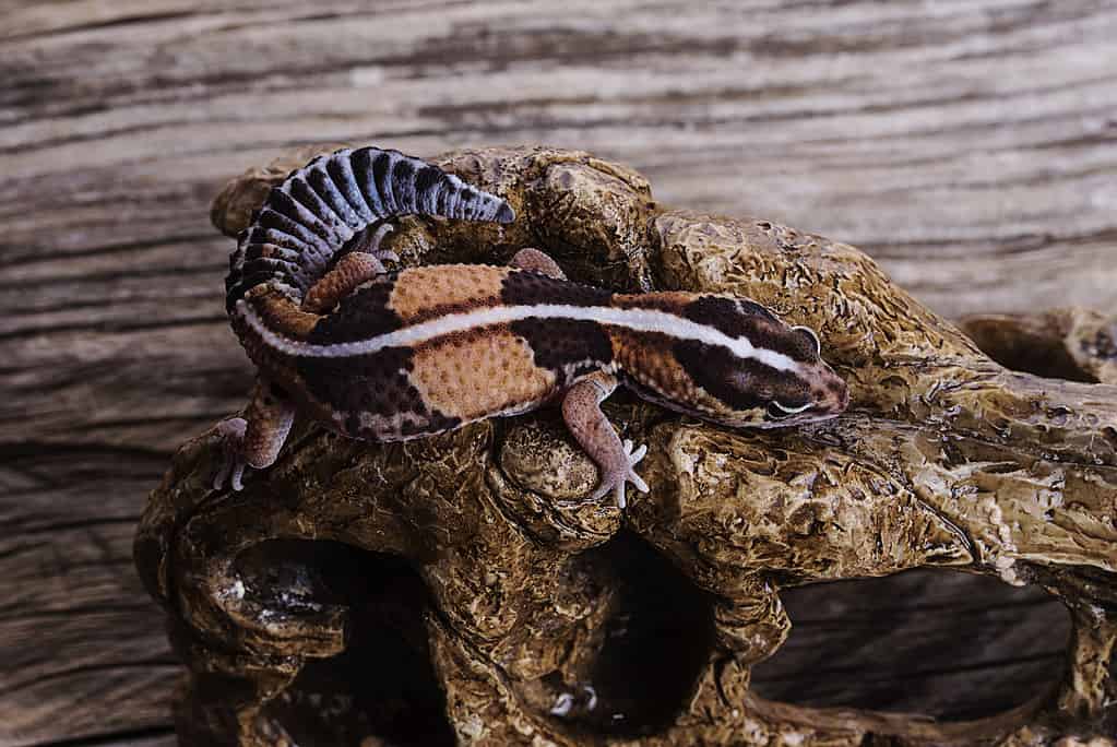 African Fat-Tailed Gecko on skull wood background