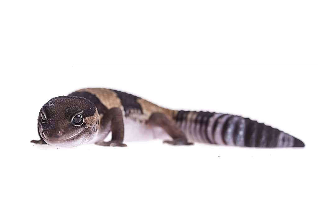 African Fat-Tailed Gecko on isolated white background