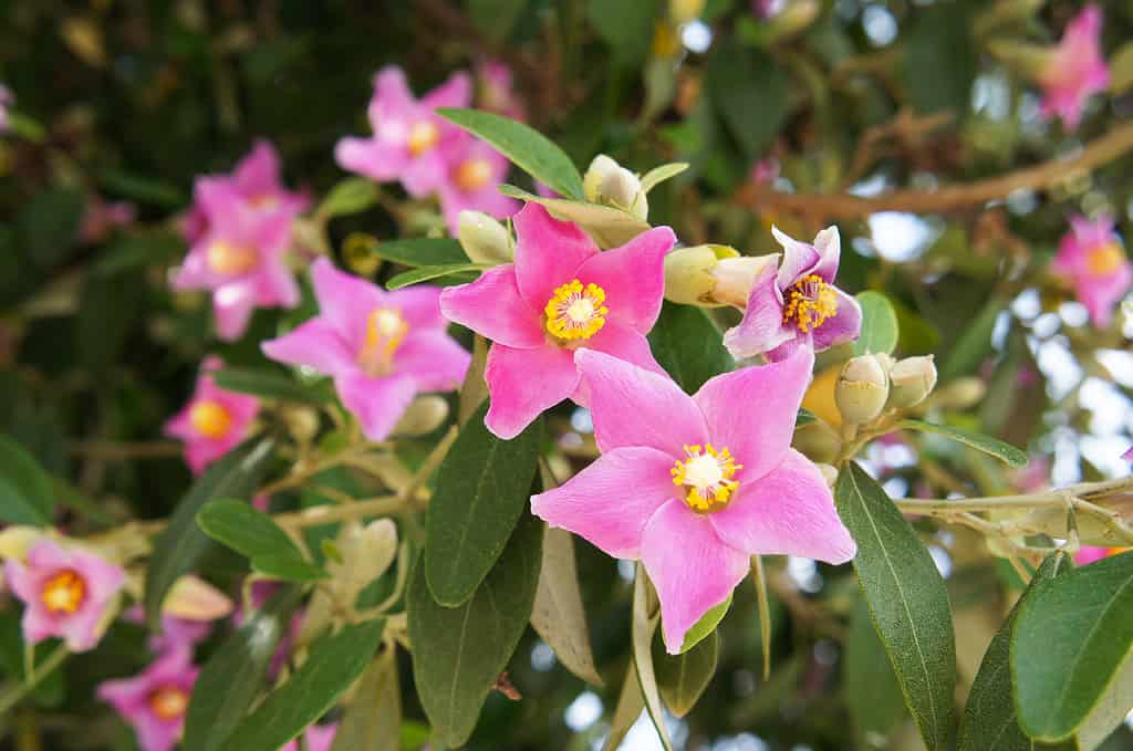 Lagunaria patersonia pink flowers on the tree