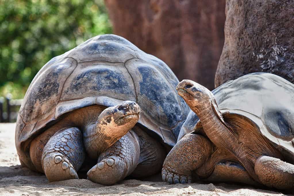 Galapagos Islands, Turtle, Tortoise, Animal, Discussion