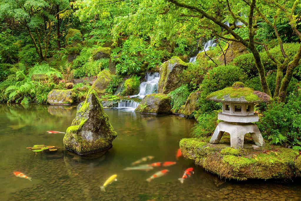 Portland Japanese Garden pond with koi fish carp