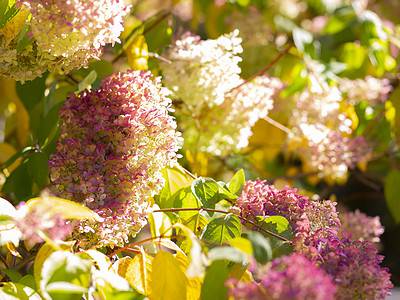 A Discover the Best Time of Year to Plant Hydrangeas