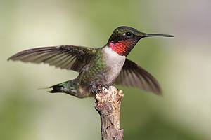 Discover When Hummingbirds Leave Florida Picture