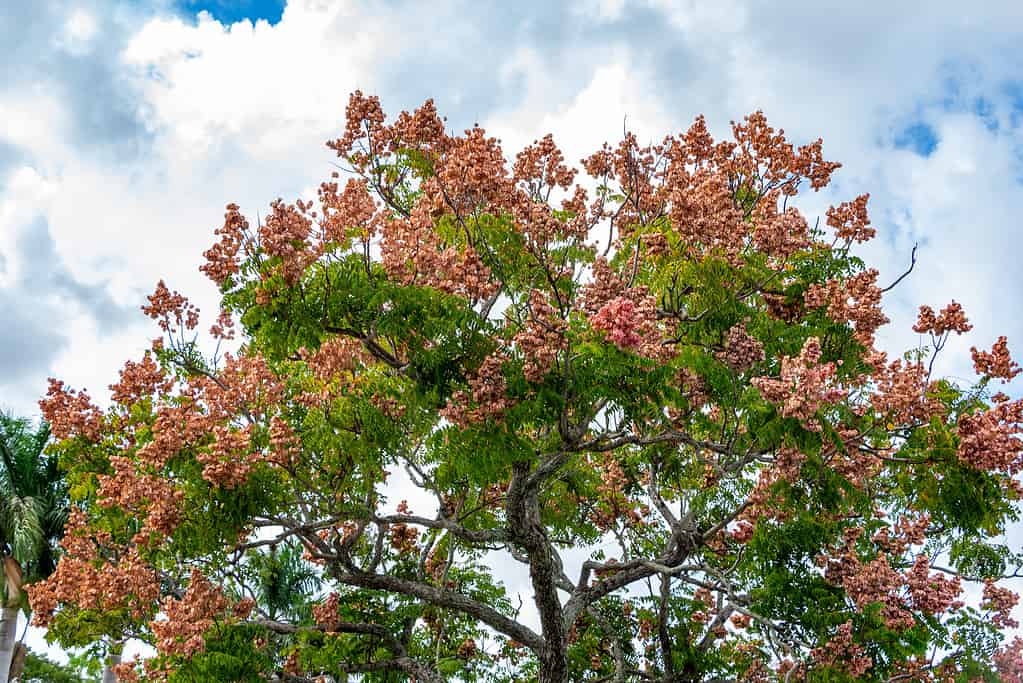 Chinese flame tree (Koelreuteria bipinnata) - Davie, Florida, USA