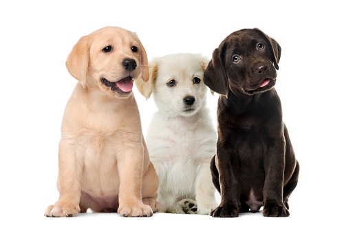 Puppy, Labrador Retriever, Dog, White Background, Three Animals