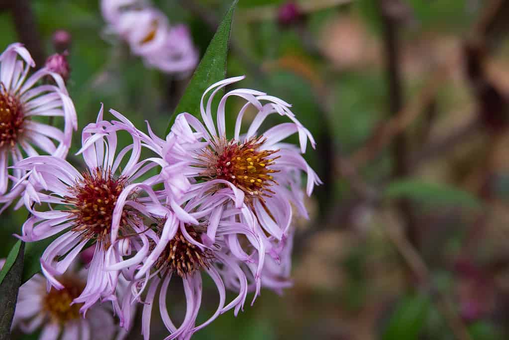 Climbing Aster Flowers in Bloom