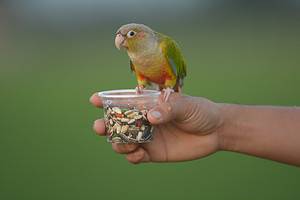 Green Cheek Conure Prices in 2024: Purchase Cost, Supplies, Food, and More! Picture