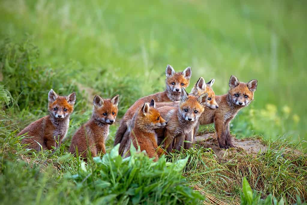 red foxes eating