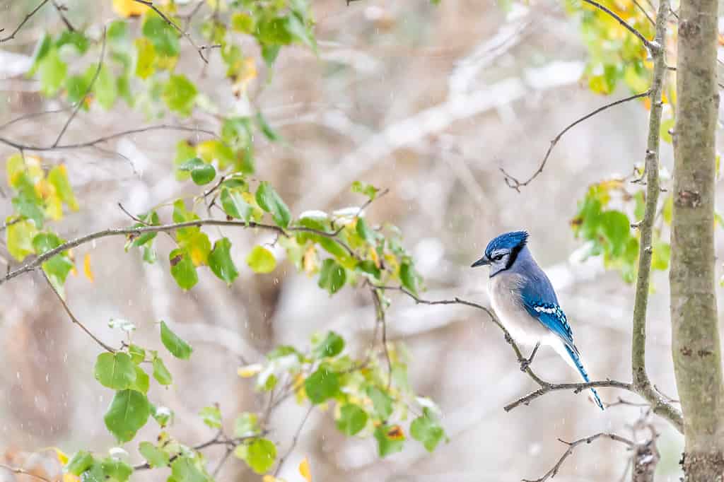 Closeup side of one cute blue jay Cyanocitta cristata bird perched on tree branch during autumn spring green leaves snow rain in Virginia