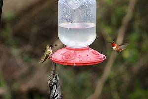 How Often You Should Change Out Hummingbird Sugar Water Picture